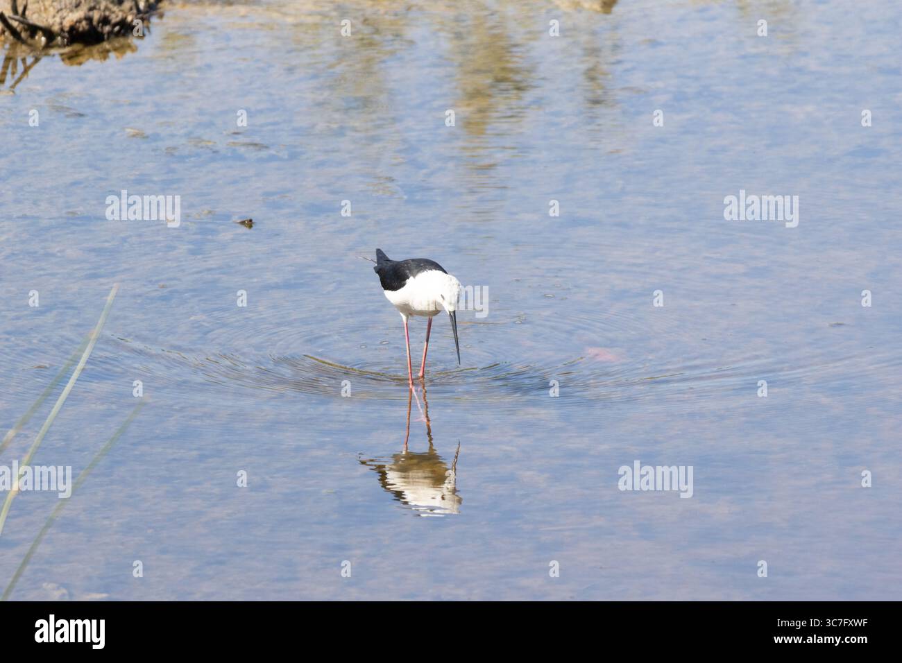 Trampolino alato nero con lunghe gambe rosa che si tuffano in acque poco profonde alla ricerca di cibo e creando increspature Foto Stock