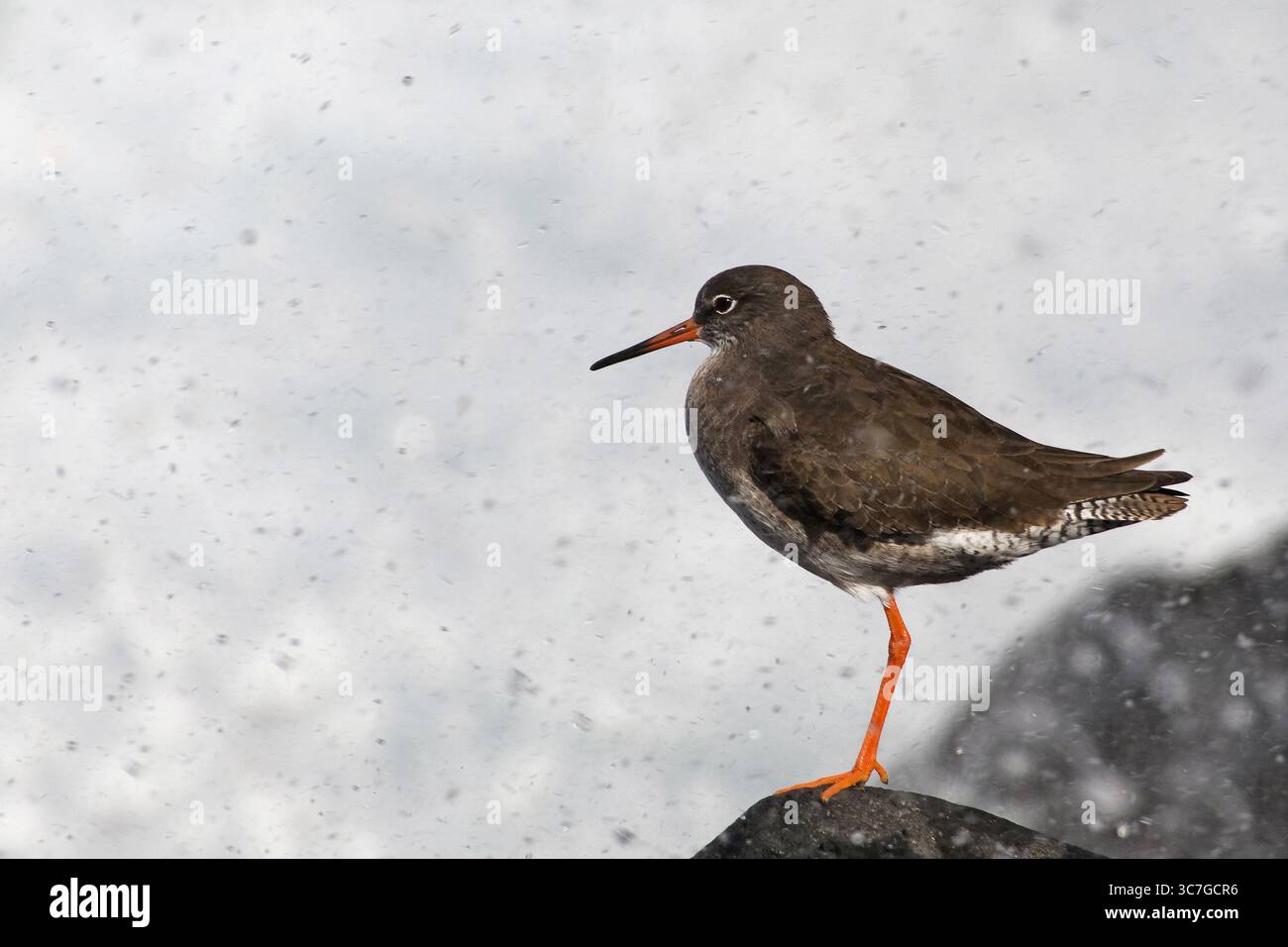 Comune Redshank (Tringa totanus) in piedi su una roccia costiera nelle Azzorre, in Portogallo. Uccello selvatico nel suo habitat naturale. Foto Stock