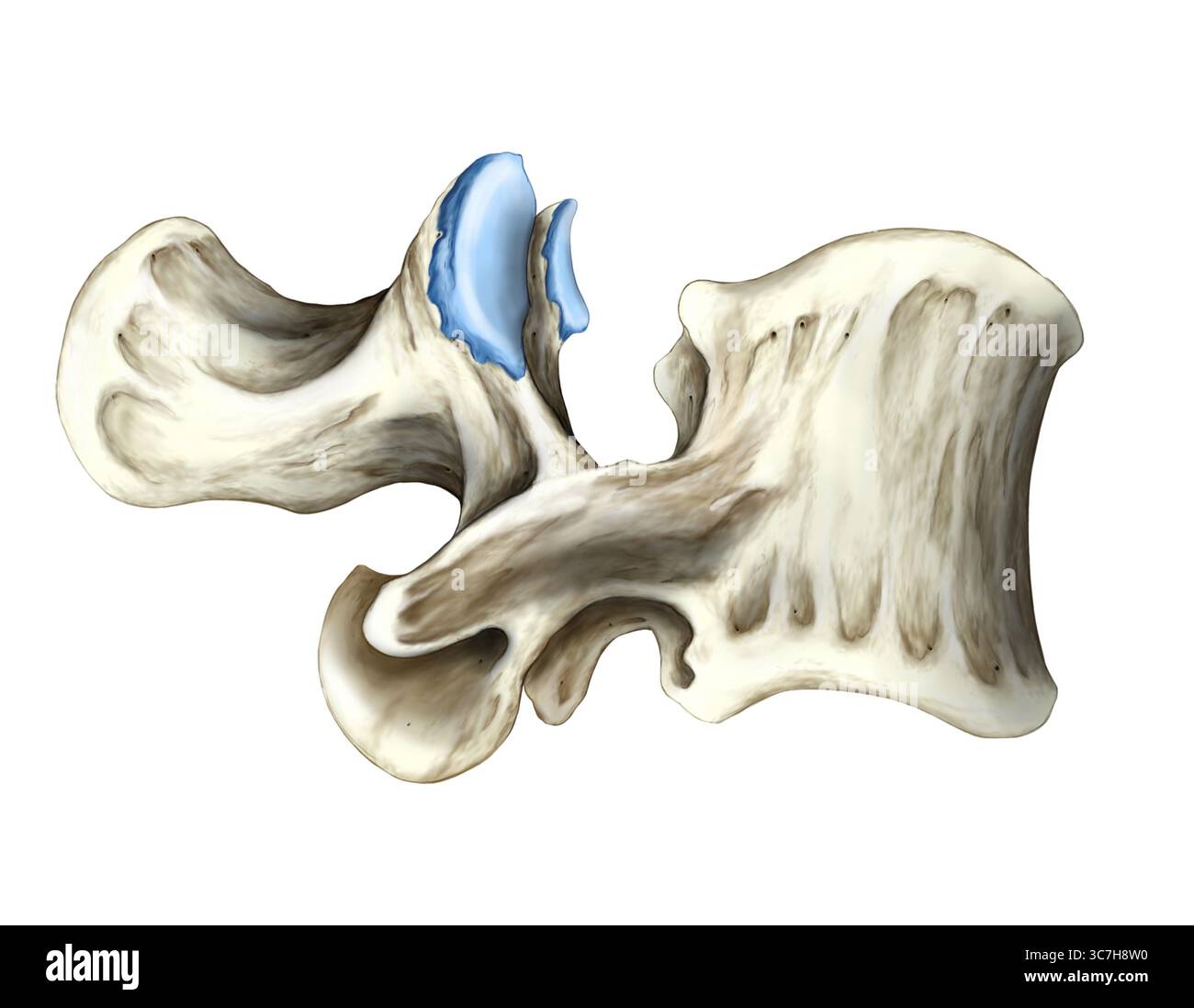 Immagine che mostra una vertebra lombare da una vista laterale. Visto lateralmente, il corpo vertebrale grande si trova anteriormente, mentre il processo spinoso si estende posteriormente. Il processo trasversale si proietta verso l'esterno e i processi articolari sono chiaramente visibili, che fanno parte del giunto sfaccettato. Il forame intervertebrale è visibile tra le vertebre adiacenti. La cartilagine è blu. Foto Stock