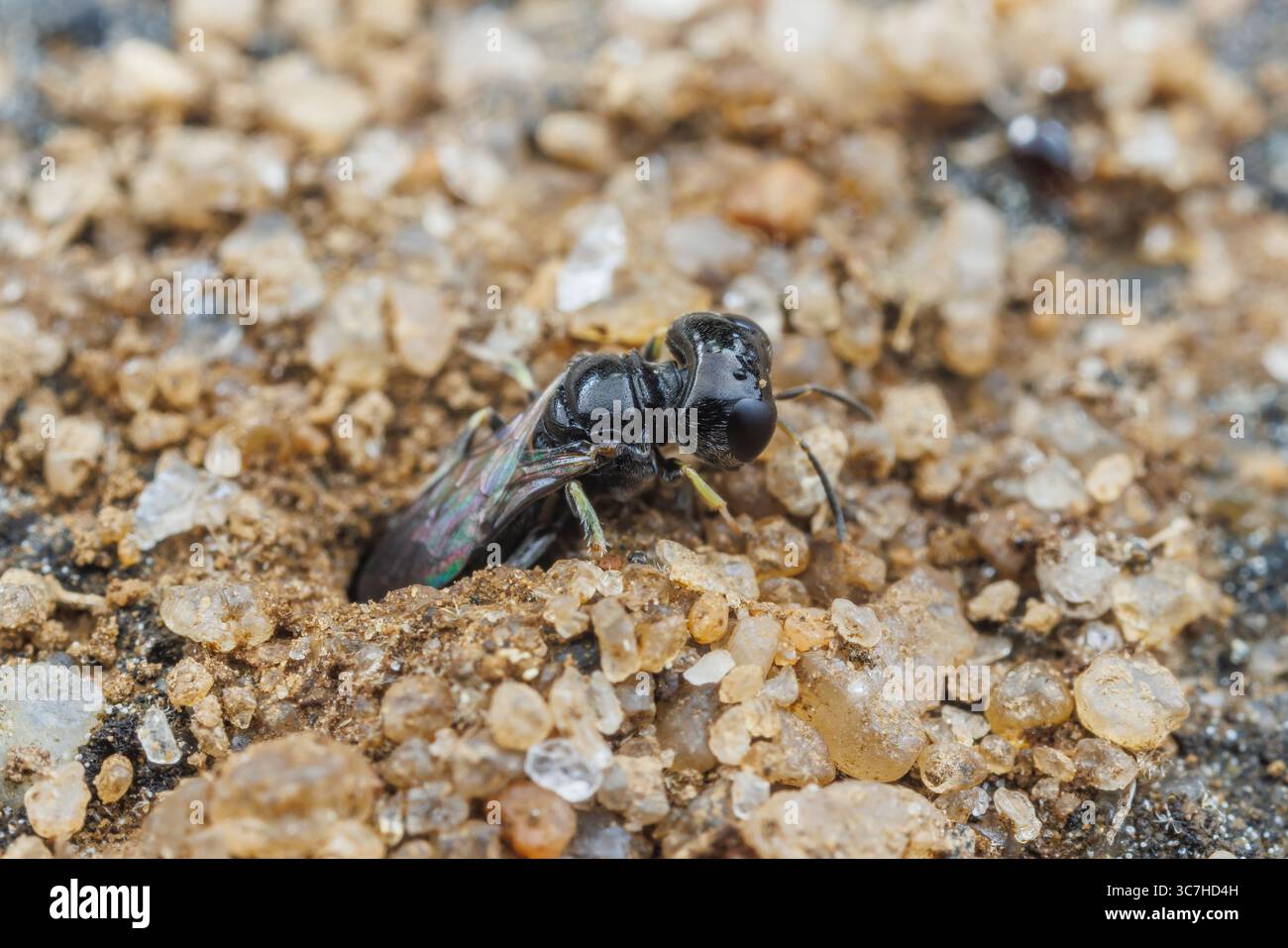Vespa crabronida maschio, Lindenius sp. emergendo dalla sua tana. Foto Stock
