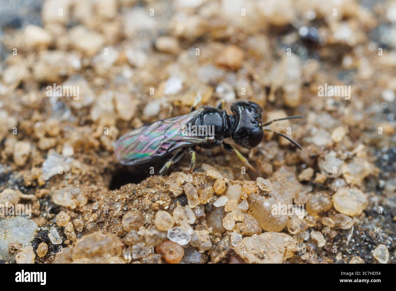 Vespa crabronida maschio, Lindenius sp. emergendo dalla sua tana. Foto Stock