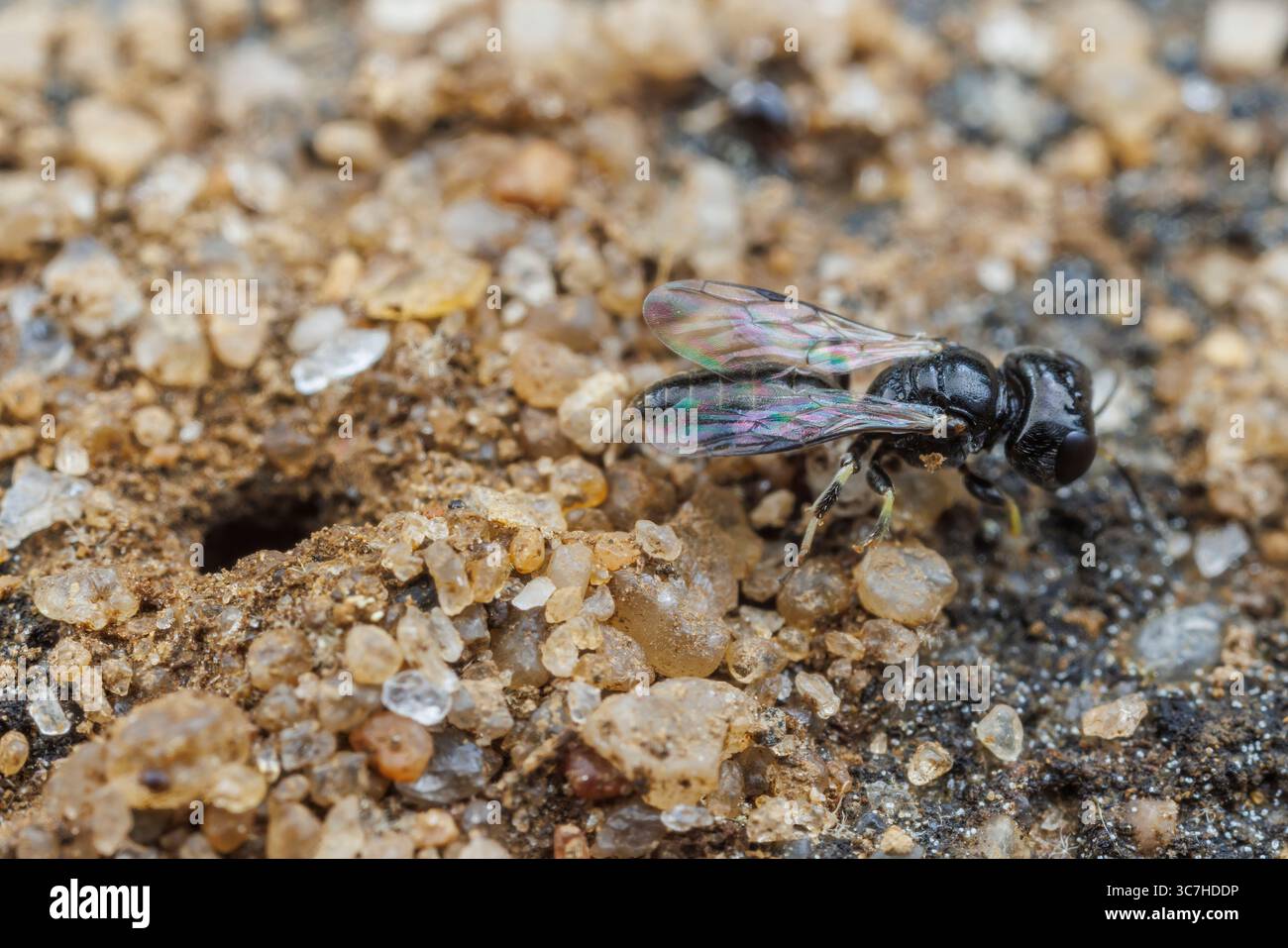 Vespa crabronida maschio, Lindenius sp. emergendo dalla sua tana. Foto Stock
