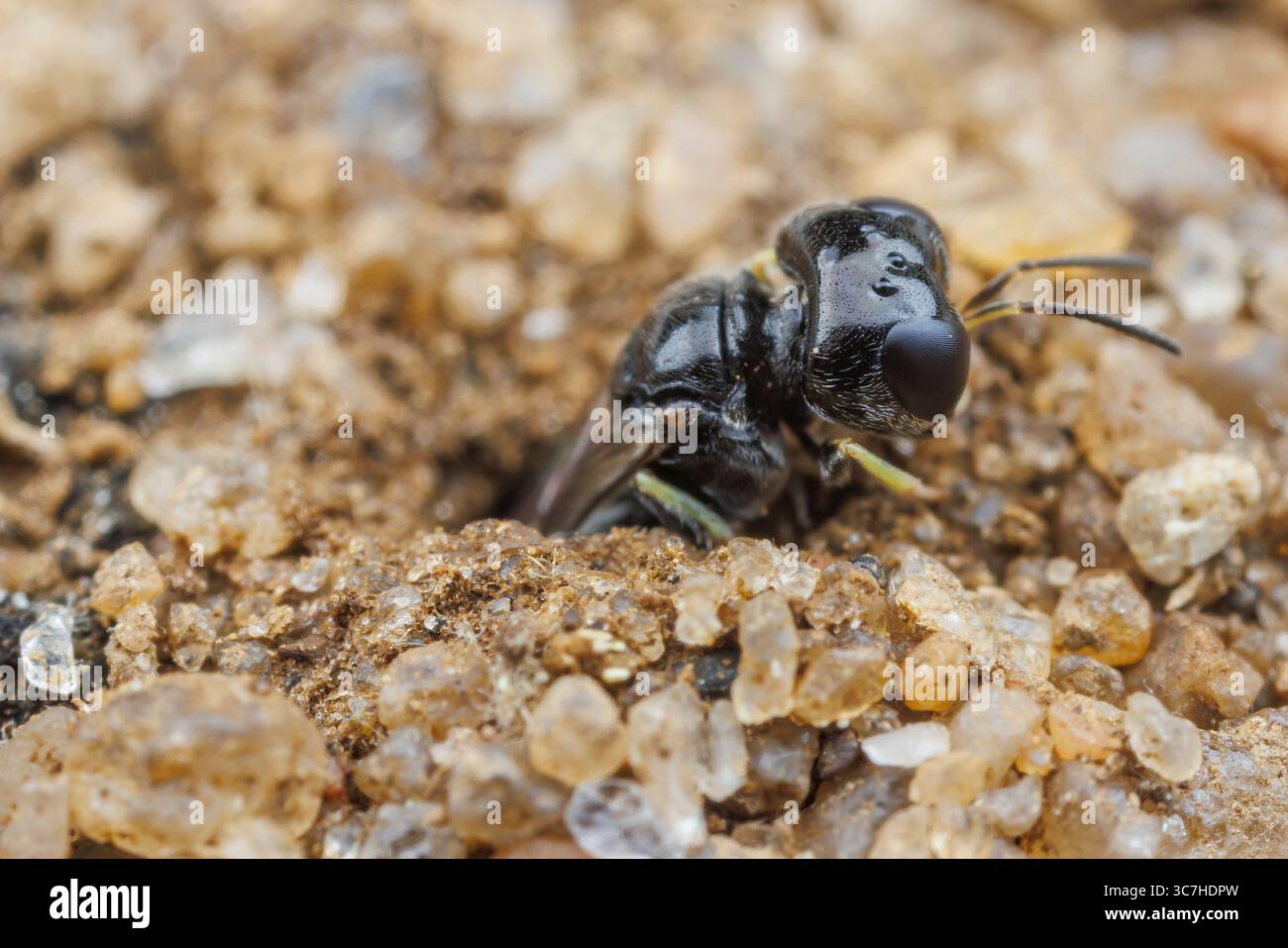 Vespa crabronida maschio, Lindenius sp. emergendo dalla sua tana. Foto Stock