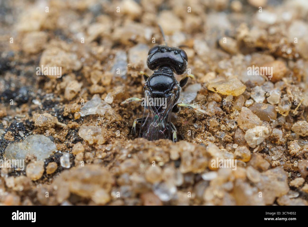 Vespa crabronida maschio, Lindenius sp. emergendo dalla sua tana. Foto Stock