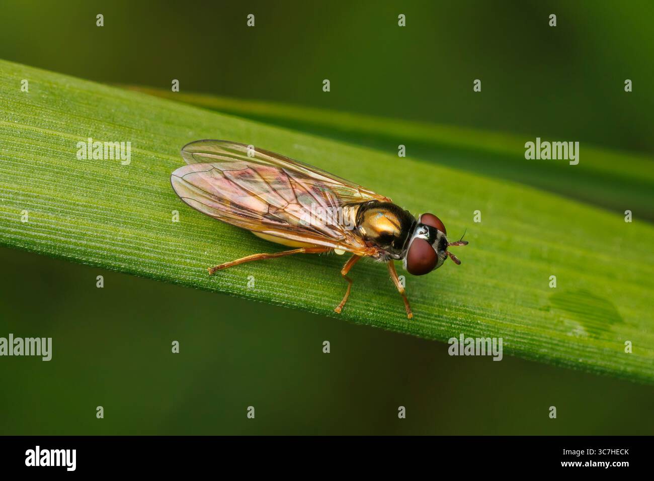 Variabile Duskyface Fly (Melanostoma mellinum) - femmina Foto Stock