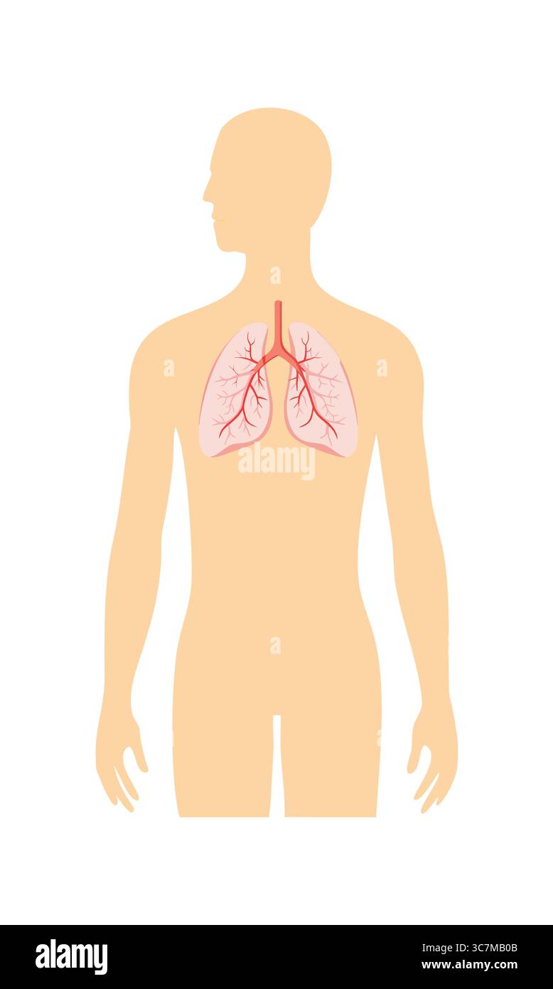 Illustrazione dell'anatomia polmonare umana con sistema respiratorio Illustrazione Vettoriale