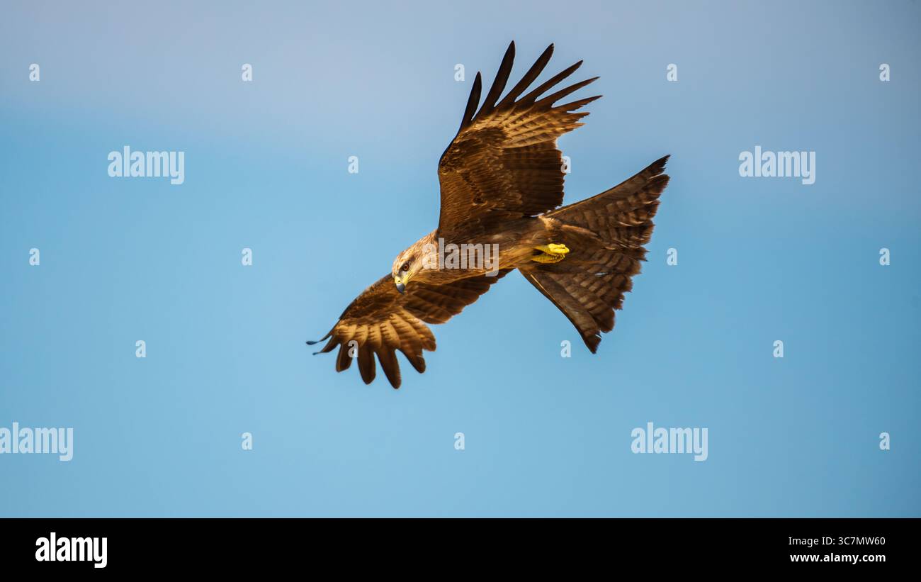 Il maestoso rapace si libra attraverso il cielo azzurro e le sue ali si estendono completamente mentre scansiona il terreno sottostante con occhi perforanti Foto Stock