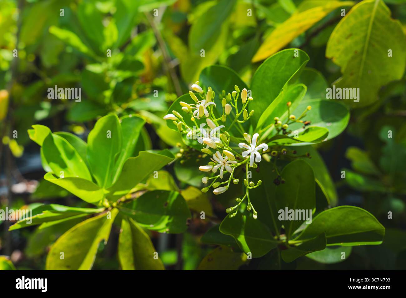 Primo piano di piccoli fiori bianchi e foglie verdi alla luce del sole da Porto Rico. Foto Stock