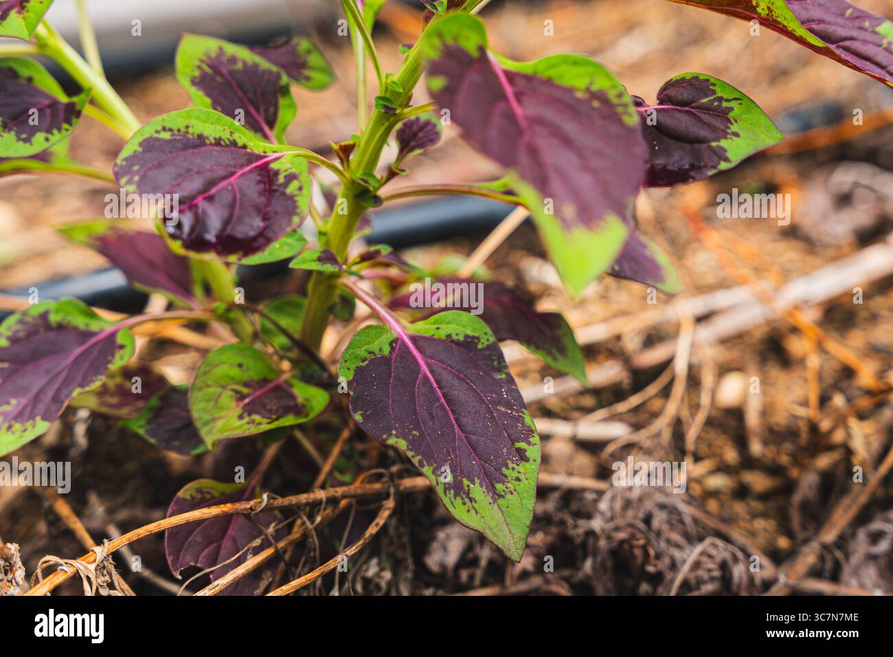 Primo piano di una pianta con foglie verdi e viola che crescono in un giardino di Porto Rico. Foto Stock