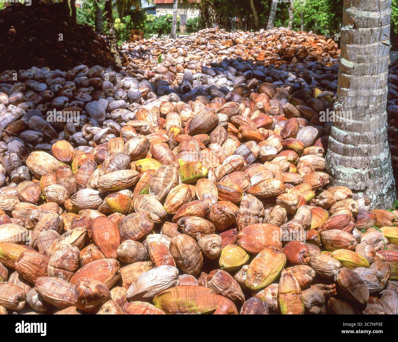 Tumuli di bucce di cocco essiccate (Cocos nucifera), Anse Source d'Argent, la Digue, Repubblica (delle Seychelles Foto Stock