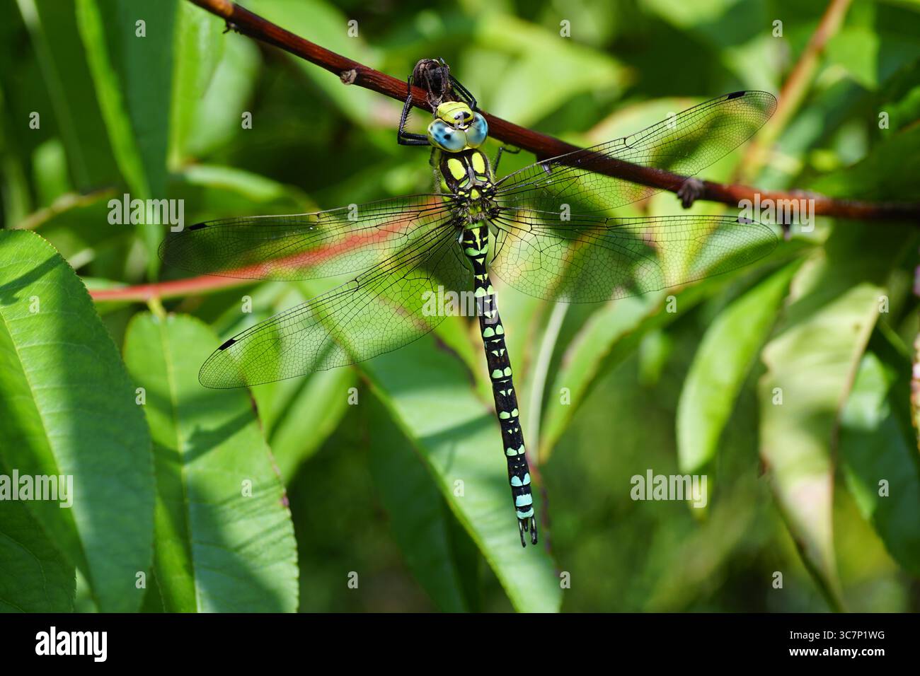 Falco meridionale, falco blu (Aeshna cyanea) della famiglia dei falchi (Aeshnidae), che si aggrappano a un peachtree. Giardino olandese. Estate, luglio Foto Stock