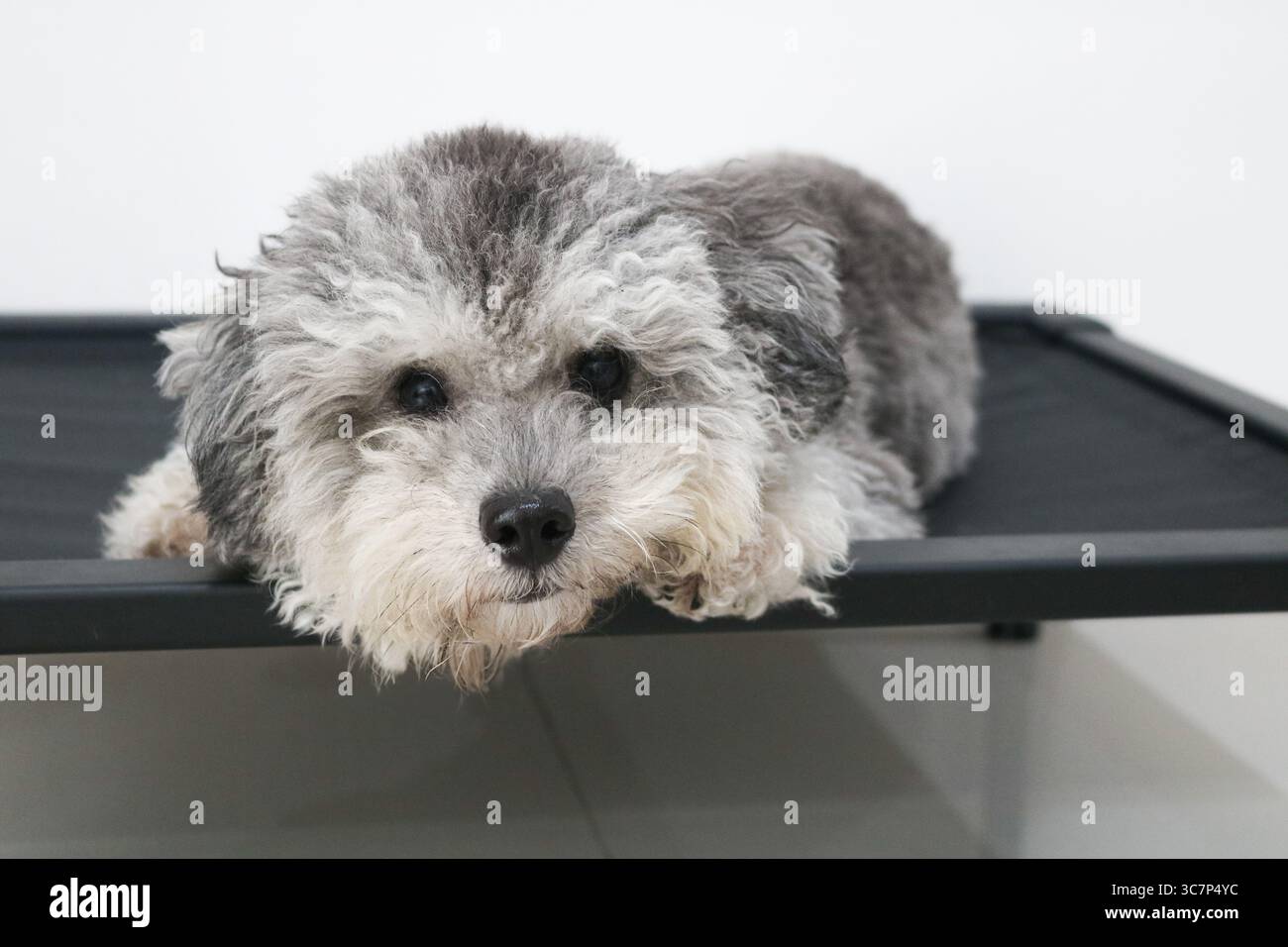 Primo piano di un soffice barboncino Silver Phantom Toy che poggia delicatamente la testa su un letto nero rialzato per cani, catturato in un momento tranquillo a casa. Foto Stock
