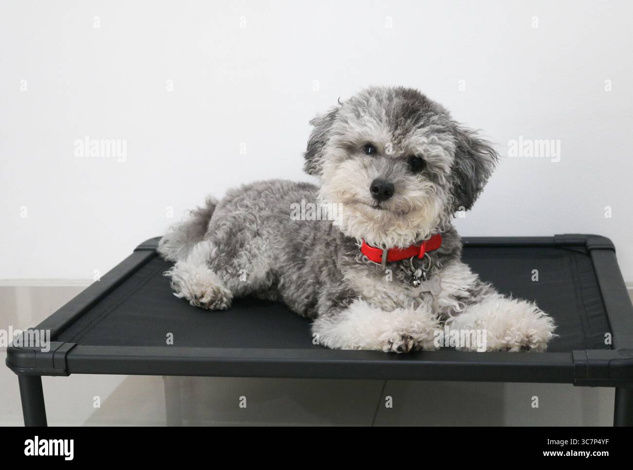 Un Silver Phantom Toy Poodle giace su un letto di cane rialzato nero, fissando dolcemente l'obiettivo della fotocamera con il suo morbido cappotto in mostra. Foto Stock