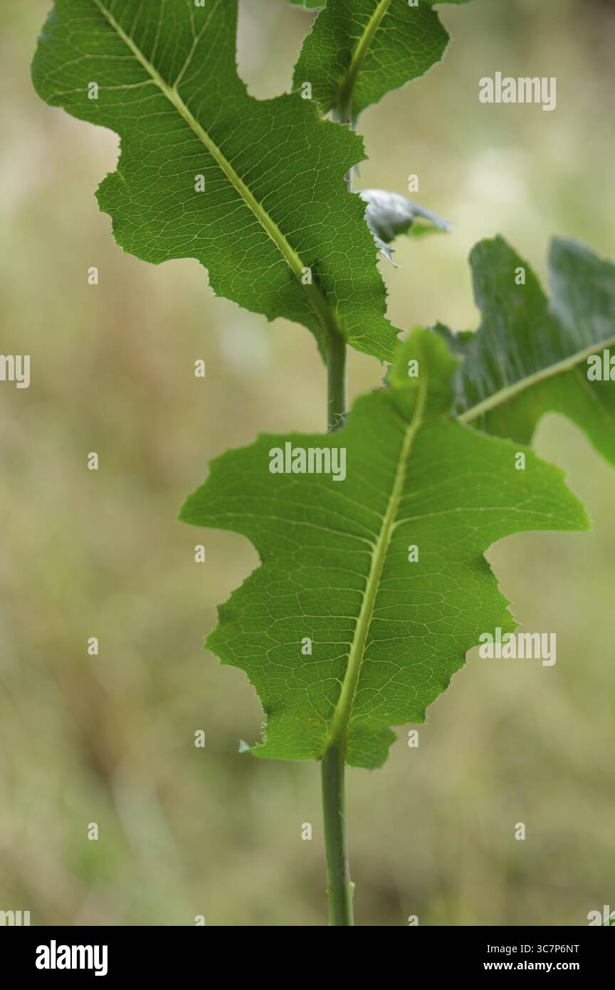 Lattuga spinosa (Lactuca serriola), lattuga di bussola, pianta pionieristica, estate, luglio, parco naturale della foresta sveva-Franconica, Schwaebisch Hall, Hohenloh Foto Stock