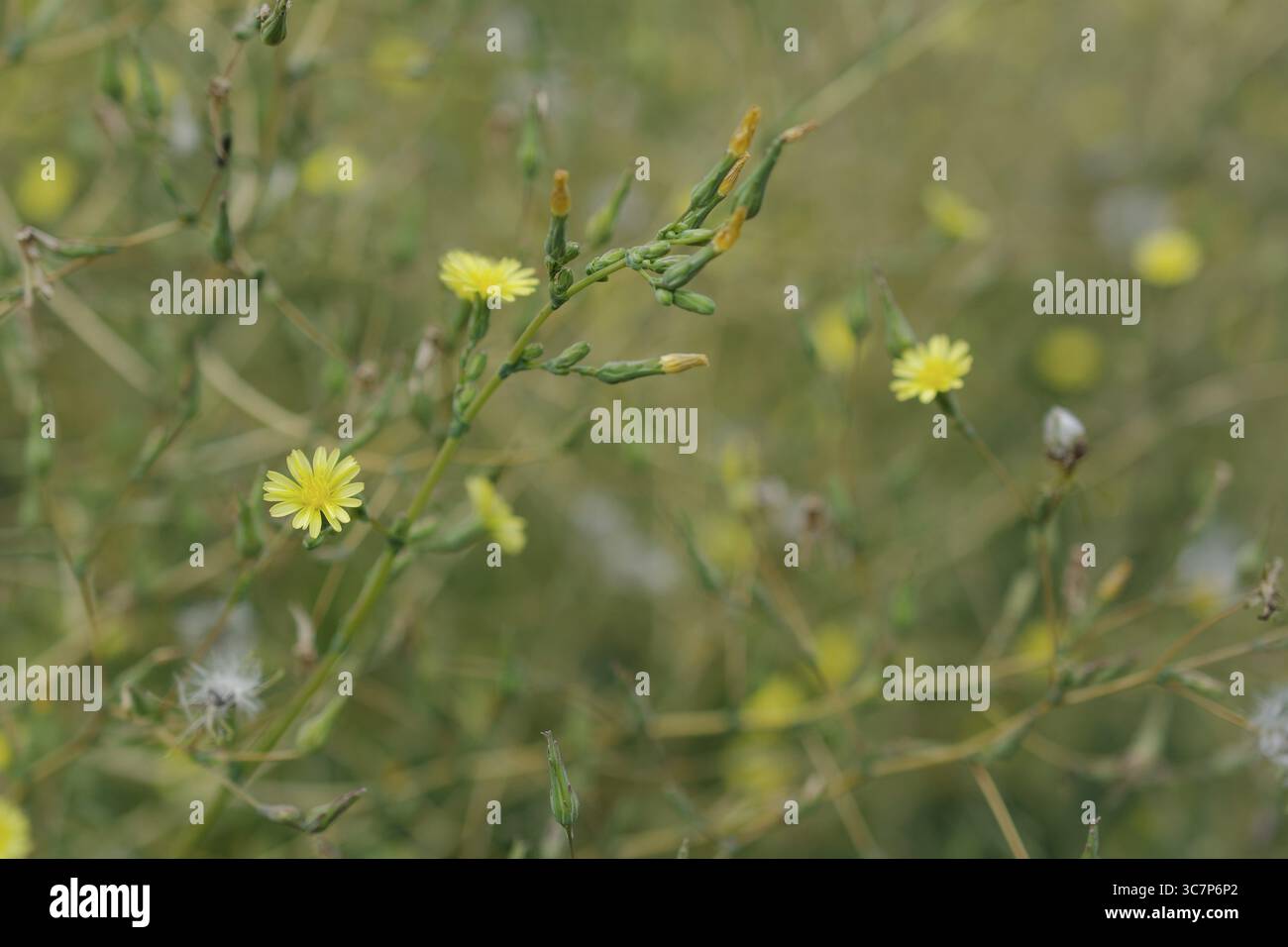 Lattuga spinosa (Lactuca serriola), lattuga di bussola, pianta pionieristica, estate, luglio, parco naturale della foresta sveva-Franconica, Schwaebisch Hall, Hohenloh Foto Stock
