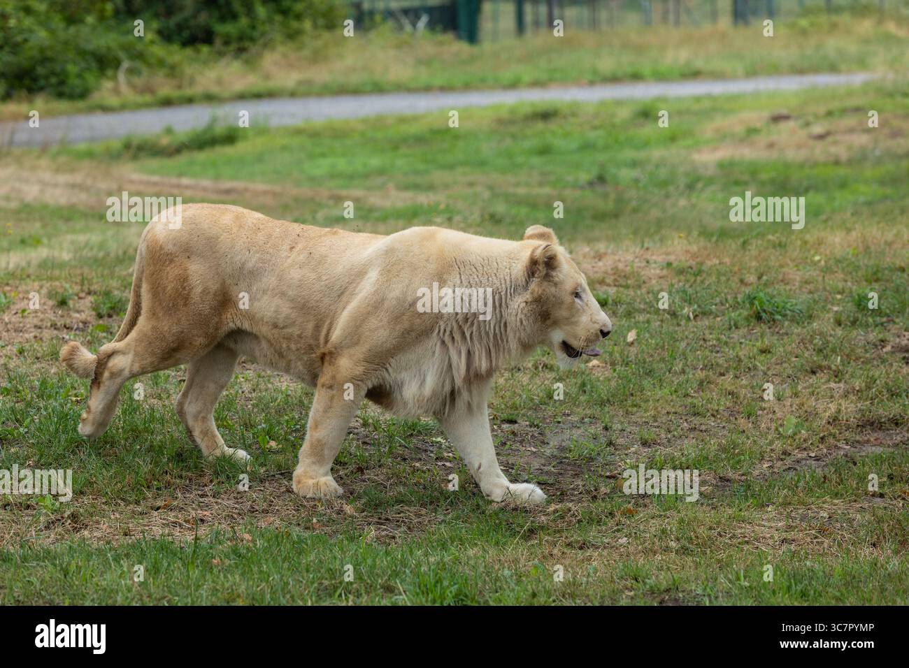 Il leone (Panthera leo) è un grande gatto del genere Panthera, originario dell'Africa sub-sahariana e dell'India. Foto Stock