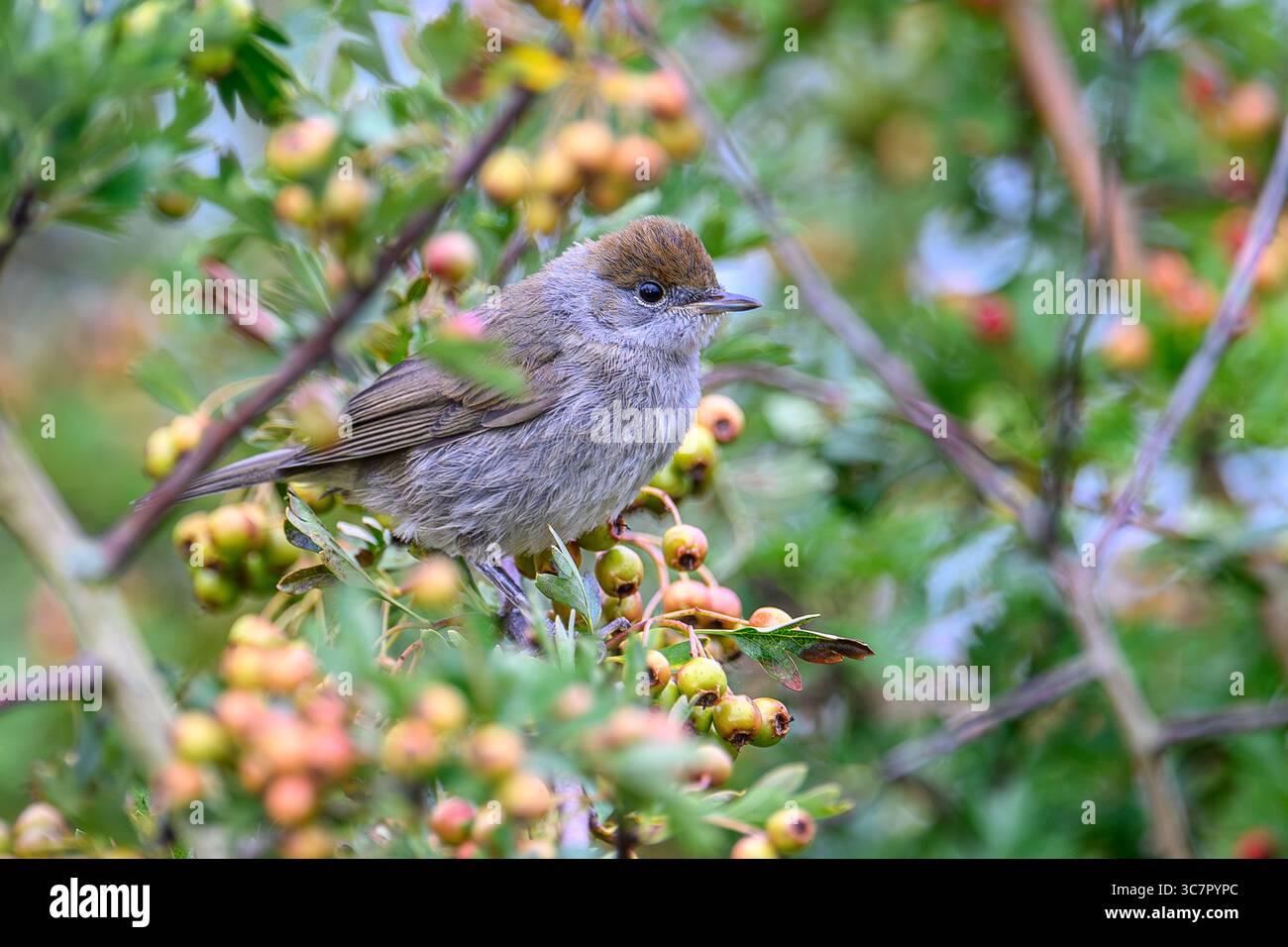 Blackcap (femmina) seduto nel biancospino. Foto Stock