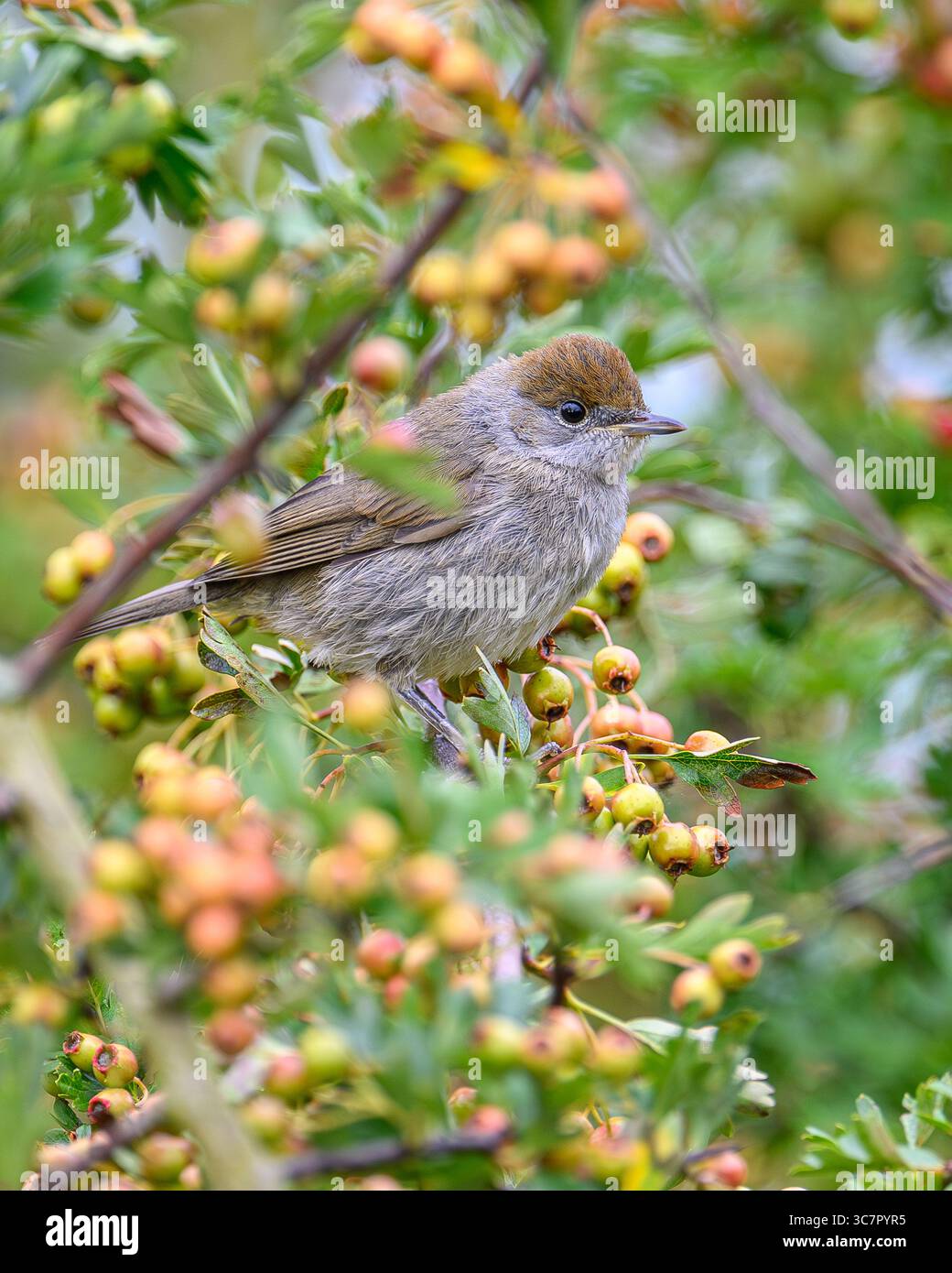 Blackcap (femmina) seduto nel biancospino. Foto Stock