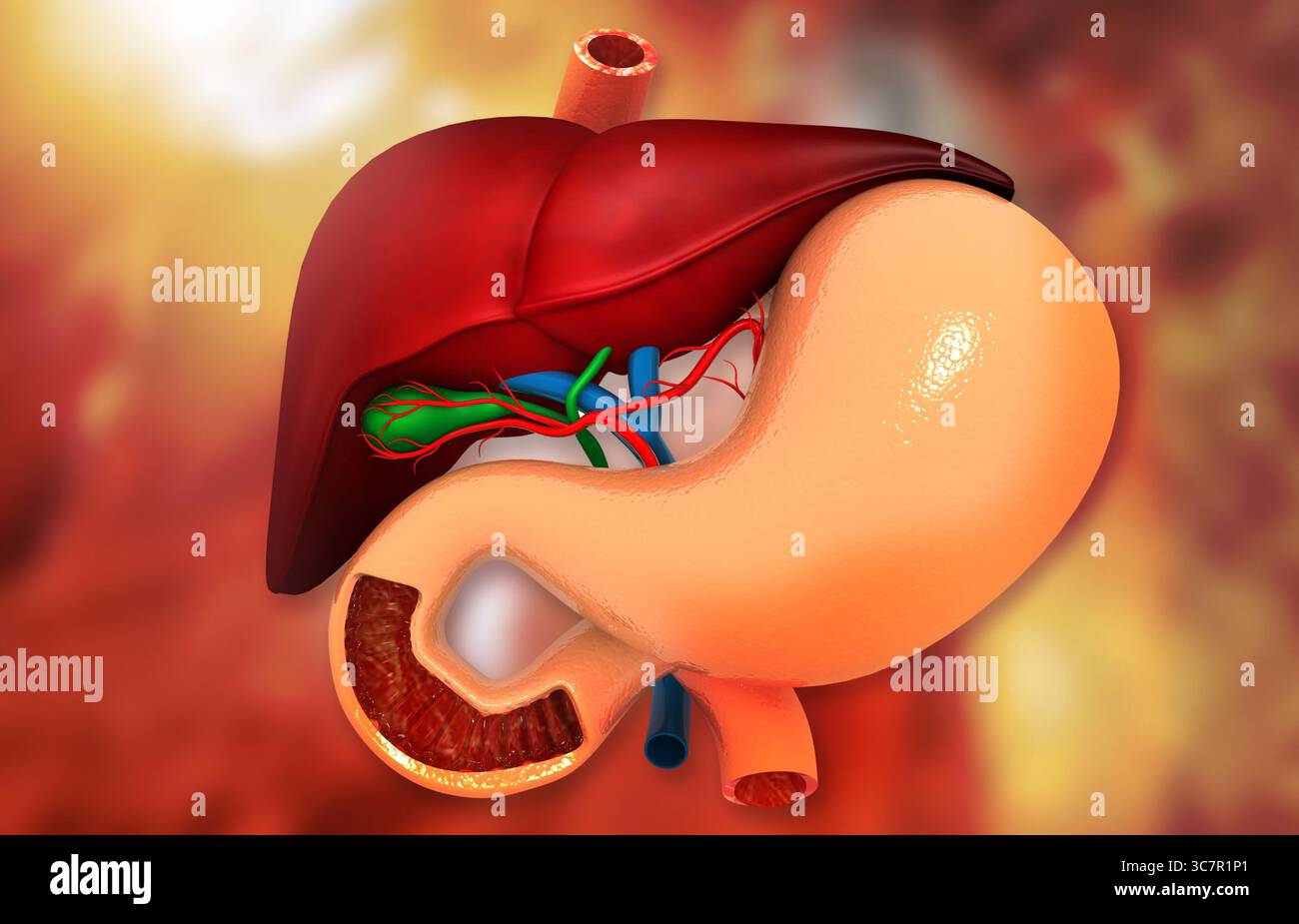 Vista ravvicinata del sistema digerente umano. Fegato stomaco e pancreas. illusazione 3d. Foto Stock