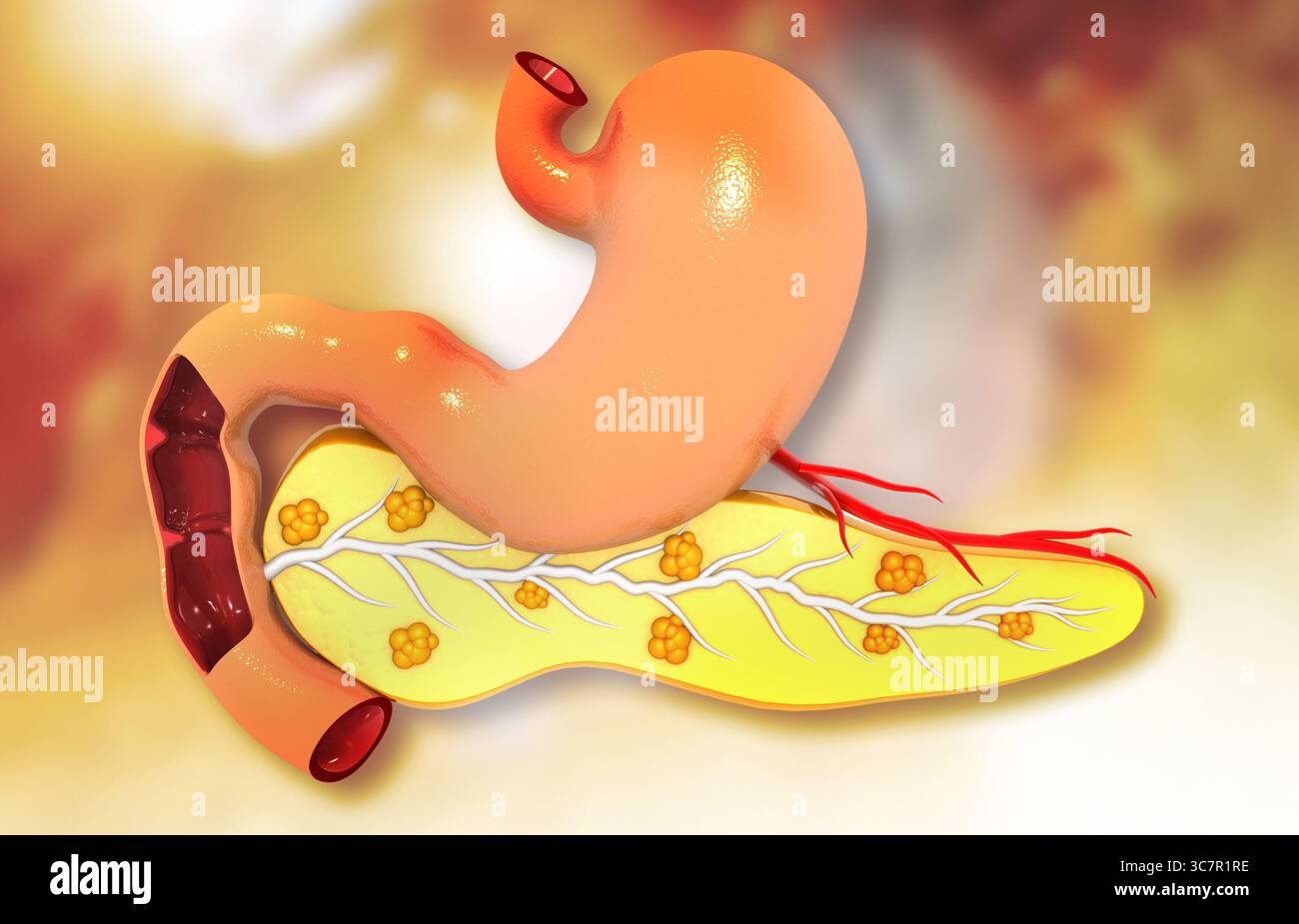 Vista ravvicinata del sistema digerente umano. Fegato stomaco e pancreas. illusazione 3d. Foto Stock