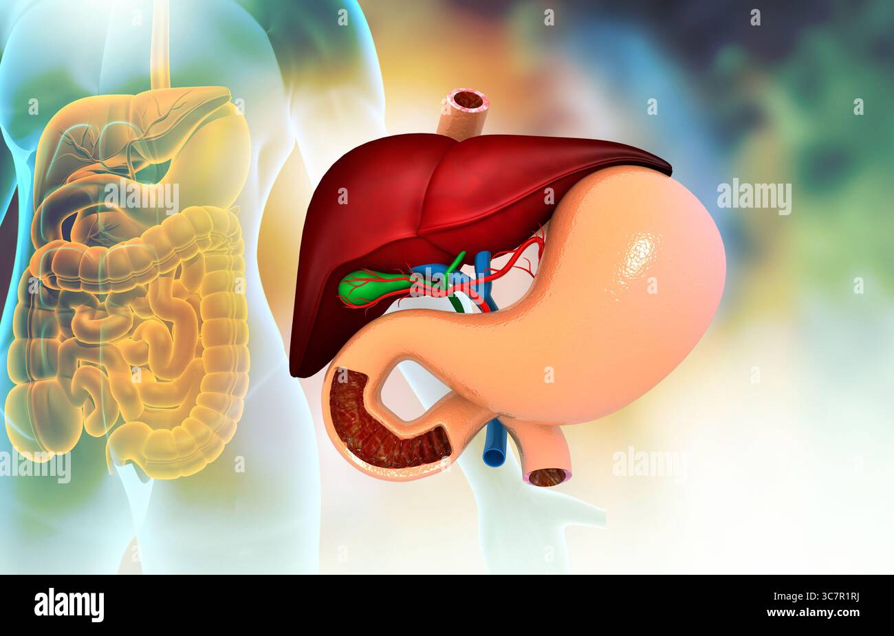 Vista ravvicinata del sistema digerente umano. Fegato stomaco e pancreas. illusazione 3d. Foto Stock
