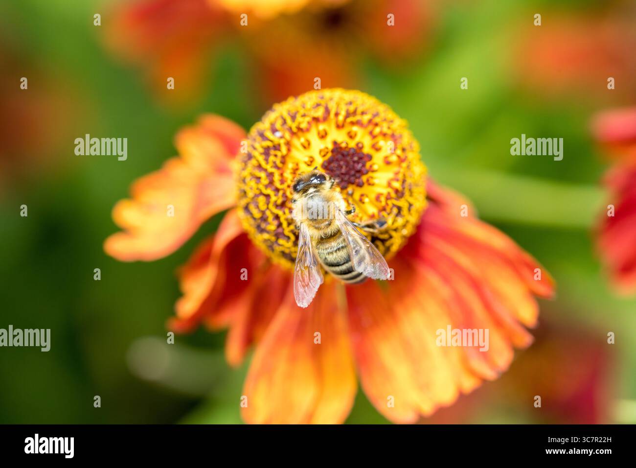 le api raccolgono polline da un fiore giallo vibrante, importanti insetti impollinatori essenziali per preservare la biodiversità, copiano lo spazio Foto Stock