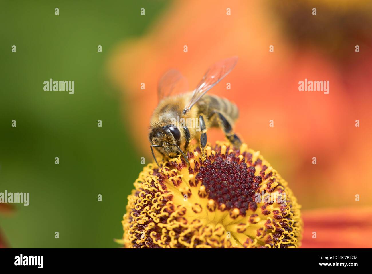 le api raccolgono polline da un fiore giallo vibrante, importanti insetti impollinatori essenziali per preservare la biodiversità, copiano lo spazio Foto Stock