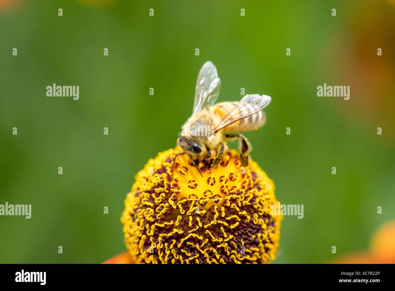 le api raccolgono polline da un fiore giallo vibrante, importanti insetti impollinatori essenziali per preservare la biodiversità, copiano lo spazio Foto Stock