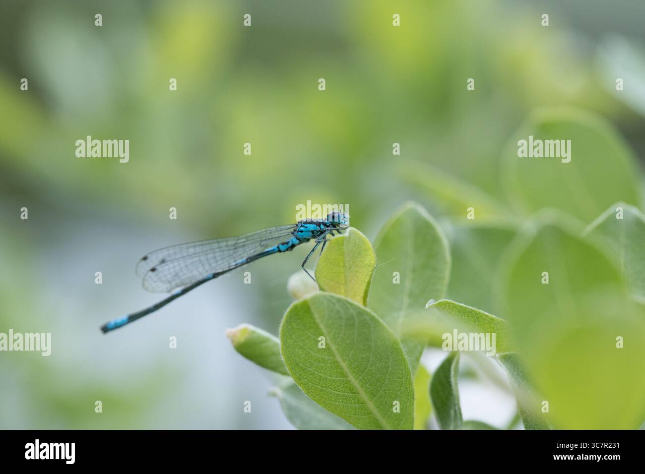 La damasca blu comune che poggia su foglie verdi, Foto Stock