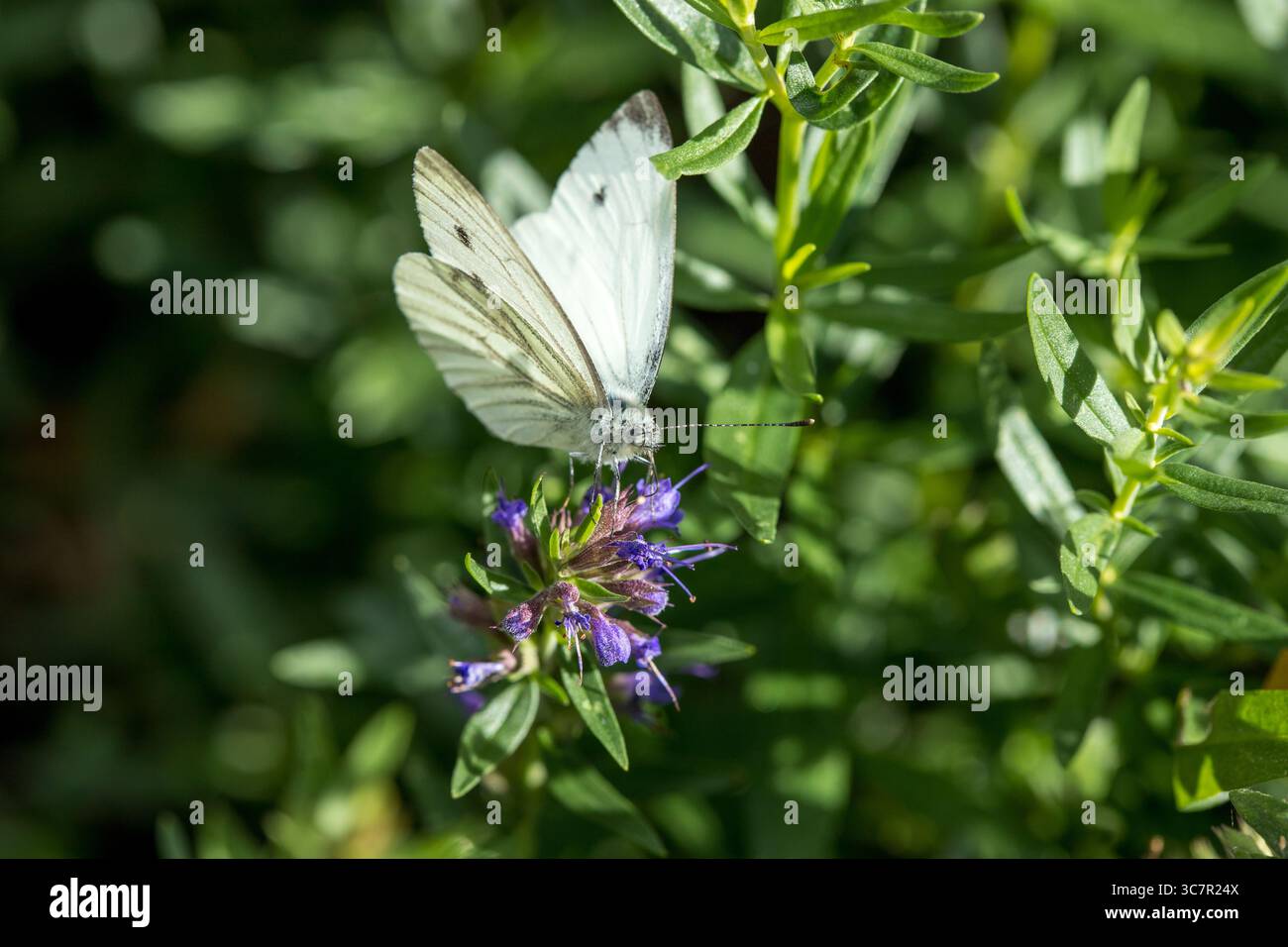Grande farfalla bianca di cavolo (Pieris brassecae) su una foglia verde, ravvicinare l'ala bianca della farfalla aperta sulla foglia di cavolo alla luce del sole Foto Stock