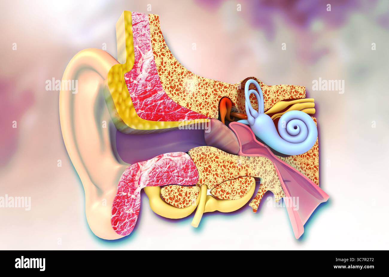 Sezione trasversale dell'orecchio umano. illustrazione 3d. Foto Stock