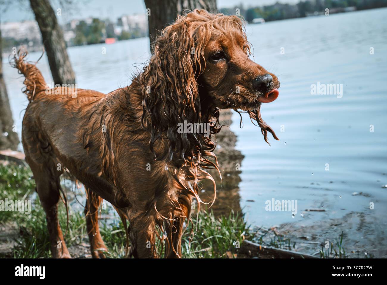 Cocker spaniel che scorre in acque poco profonde in natura Foto Stock
