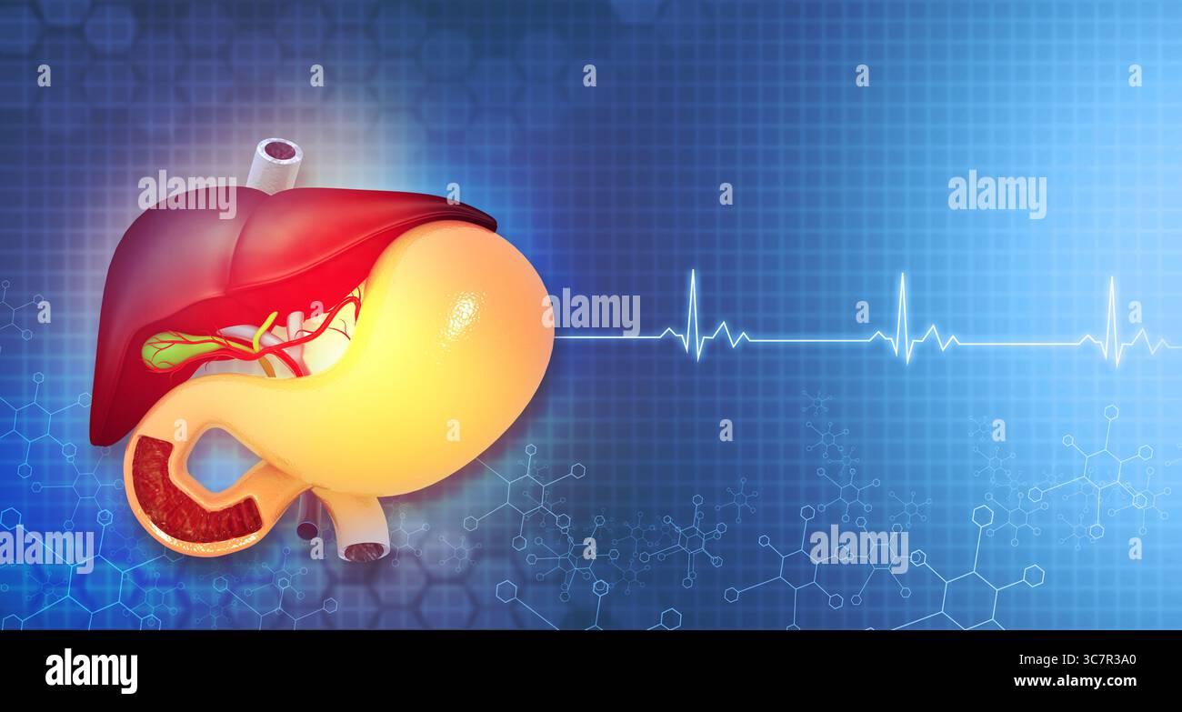 Anatomia del fegato umano e dello stomaco su sfondo medico ecg. rendering 3d. Foto Stock