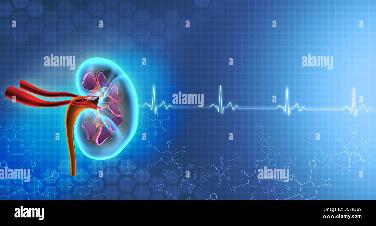 Anatomia renale su sfondo medico. illustrazione 3d. Foto Stock