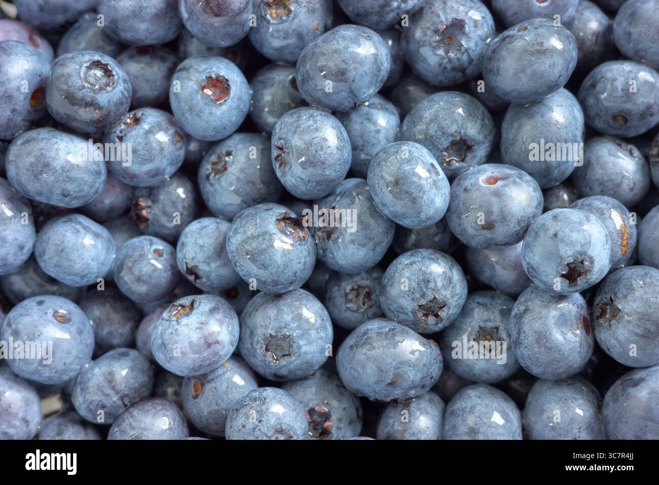 Foto ravvicinata di mirtilli freschi, messa a fuoco selettiva. Foto Stock
