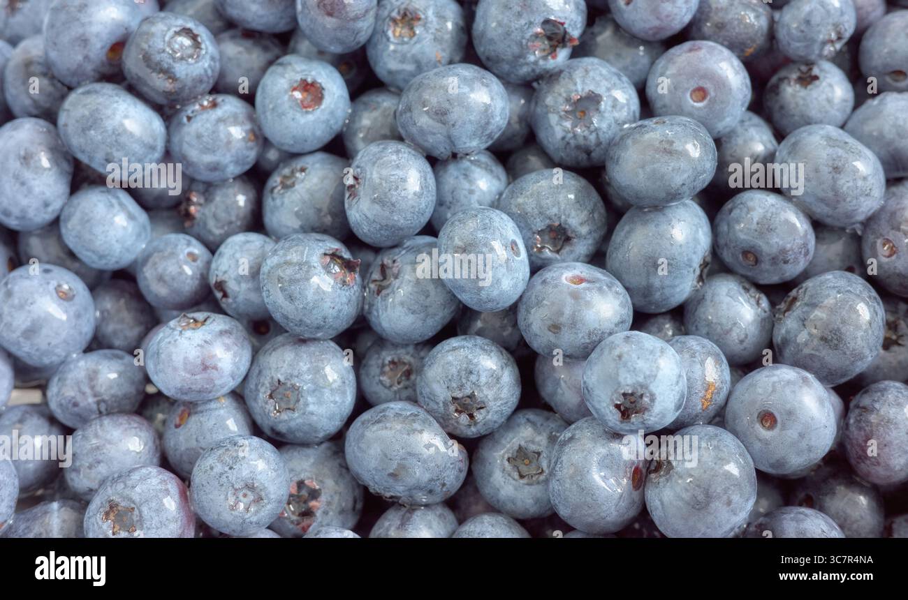 Foto ravvicinata di mirtilli freschi, messa a fuoco selettiva. Foto Stock