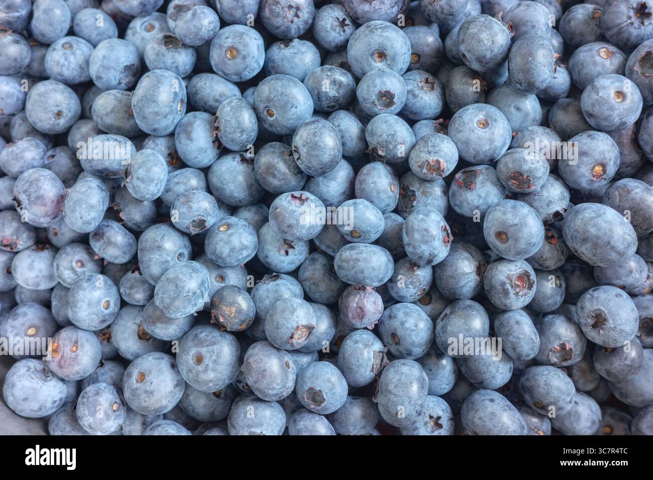 Foto ravvicinata di mirtilli freschi, messa a fuoco selettiva. Foto Stock