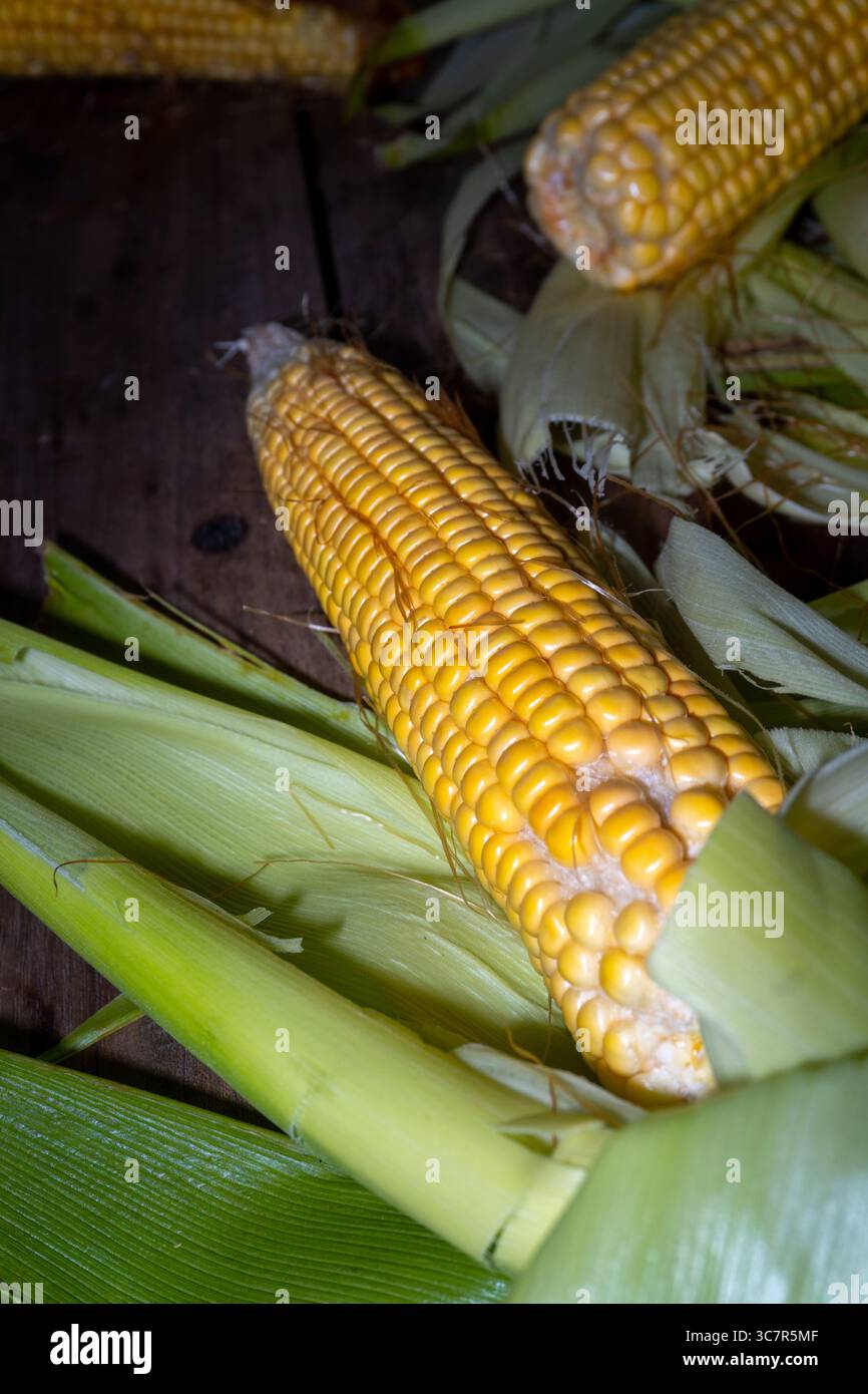 Pannocchie di mais fresche (Zea mays) con buccia esterna intatta, poste su un bordo rustico in una cucina tradizionale indiana Foto Stock