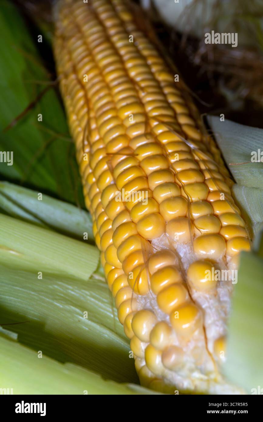 Pannocchie di mais fresche (Zea mays) con buccia esterna intatta, poste su un bordo rustico in una cucina tradizionale indiana Foto Stock
