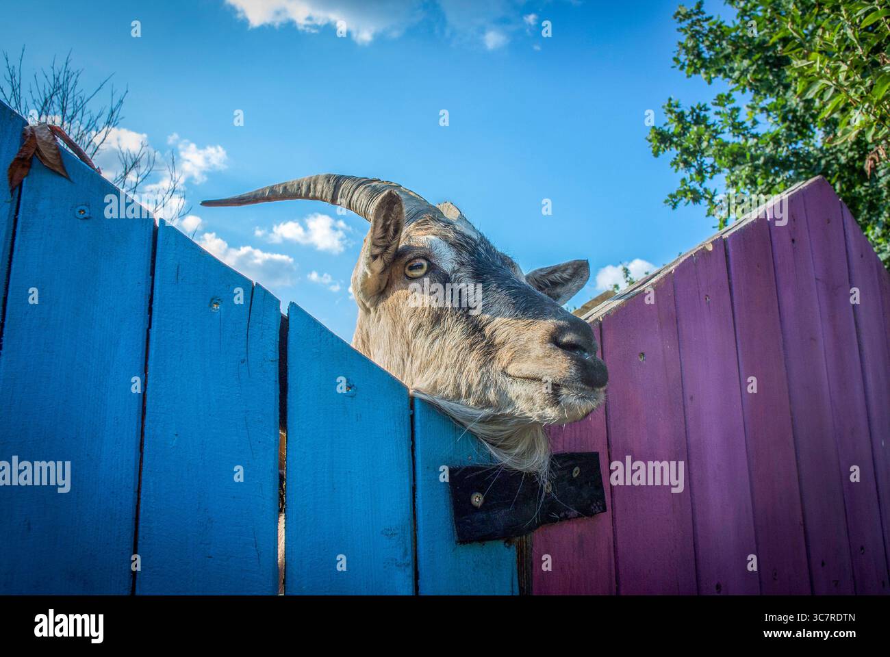 Una capra guarda oltre i cancelli di un parco in Germania. Foto Stock