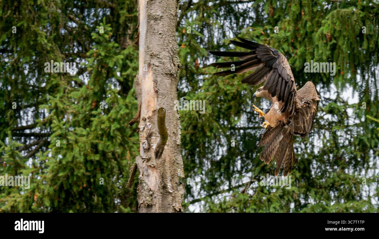 Il maestoso Bird of Prey atterra sull'albero nell'ambiente forestale Foto Stock