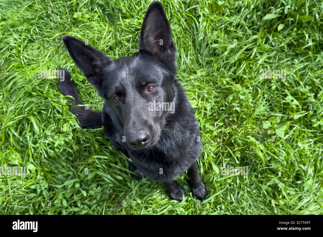 Il cane da pastore dell'Europa orientale riposa su una vibrante erba verde in un ambiente soleggiato all'aperto Foto Stock