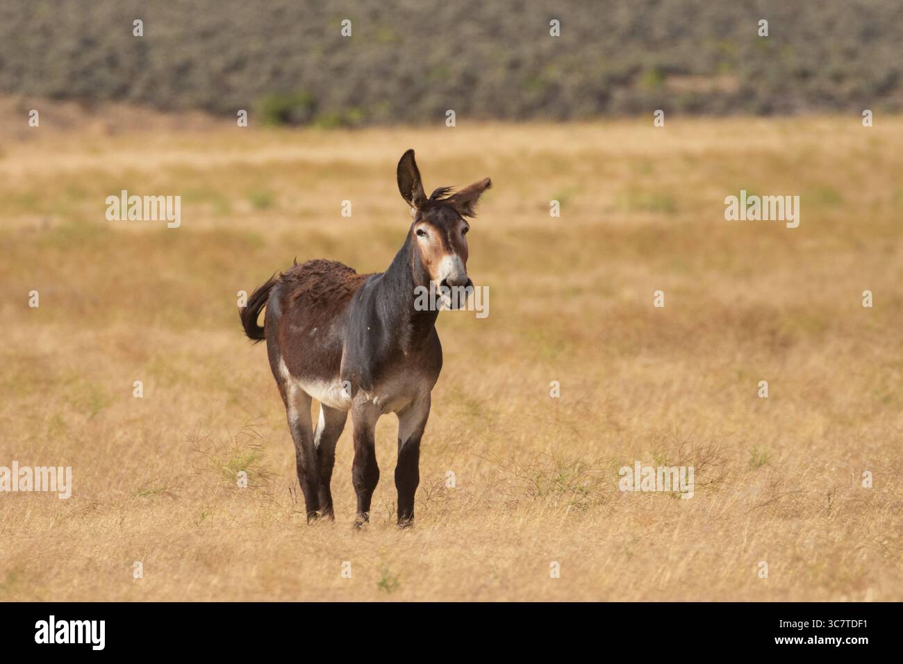 Burro selvatico (Equus ferus asinus) che mostra il dominio nelle praterie aride del deserto di Smoke Creek, Lassen County, California. Foto Stock