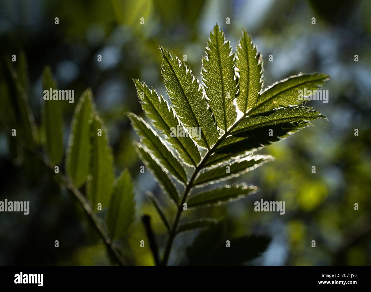 Messa a fuoco selettiva della fresca foglia di rowan di fronte alla luce del sole su sfondo blu Foto Stock