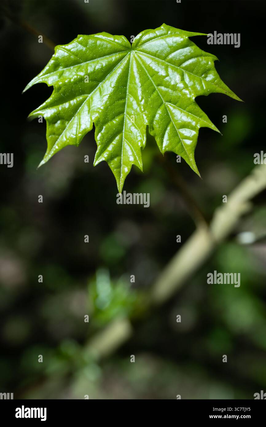 Messa a fuoco selettiva della foglia di acero verde fresco su sfondo blu scuro Foto Stock