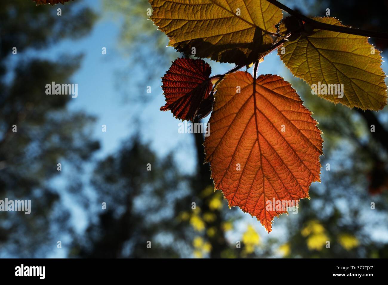 Messa a fuoco selettiva di una comune foglia di nocciola rossa fresca illuminata dal sole. Sfondo sfocato. Foto Stock