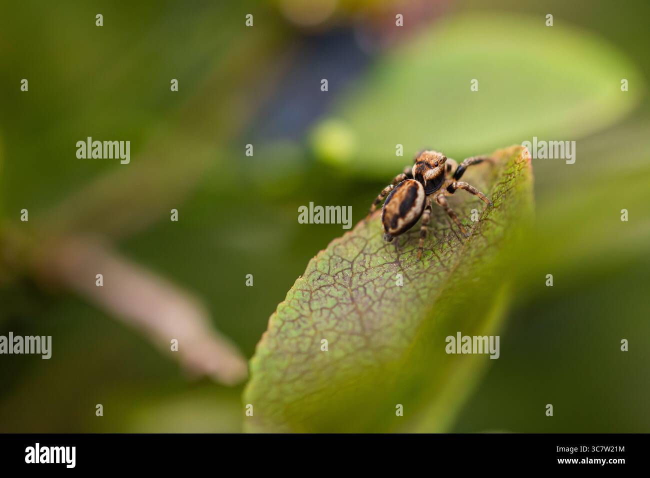 Ragno saltato su foglia verde di mirtillo con texture venosa dettagliata, natura ideale e foto di insetti per uso naturalistico e scientifico Foto Stock