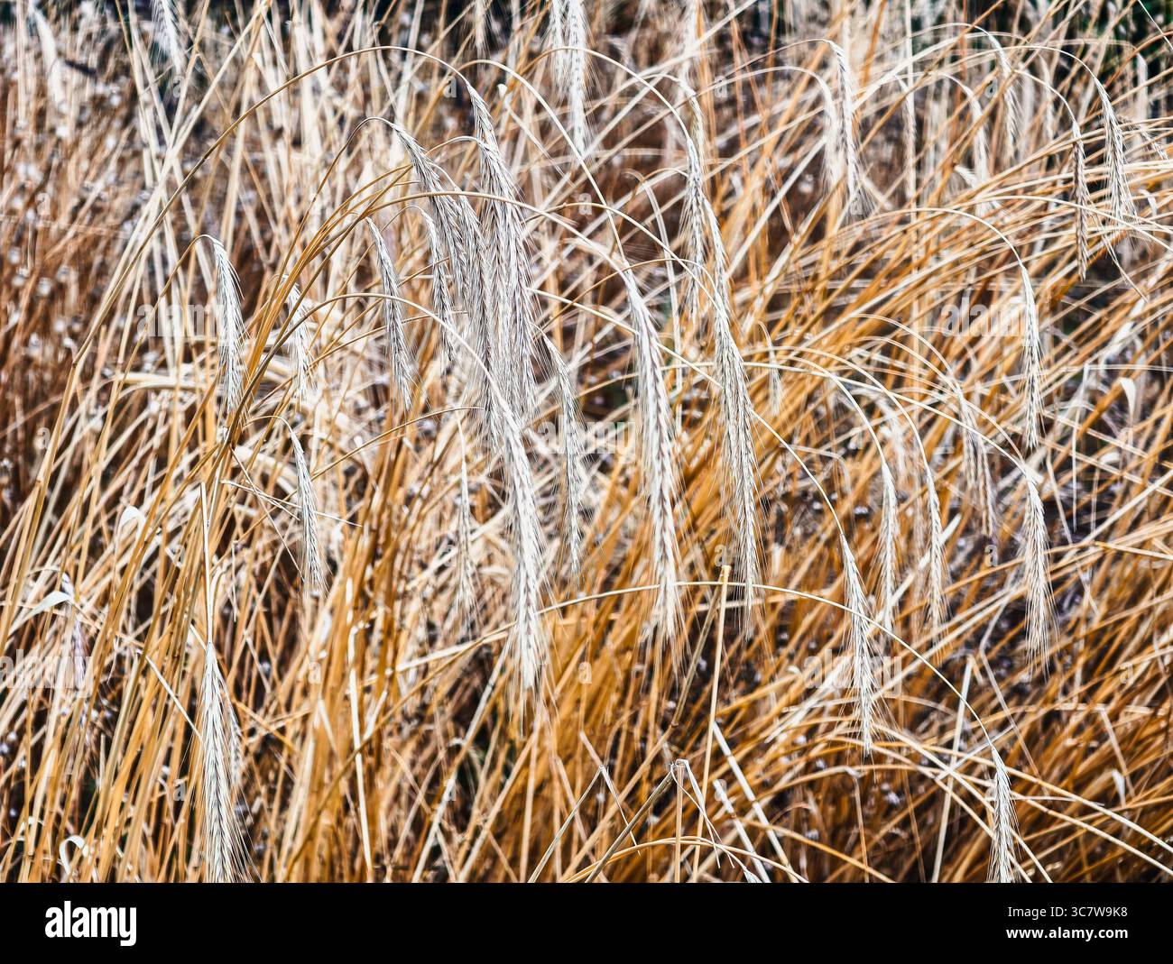 Orecchie di segale mature in Golden Field – sfondo agricolo ad alta risoluzione con coltura di cereali matura, perfetto per l'agricoltura, la progettazione di alimenti biologici, il Web Marketing e le promozioni digitali Foto Stock