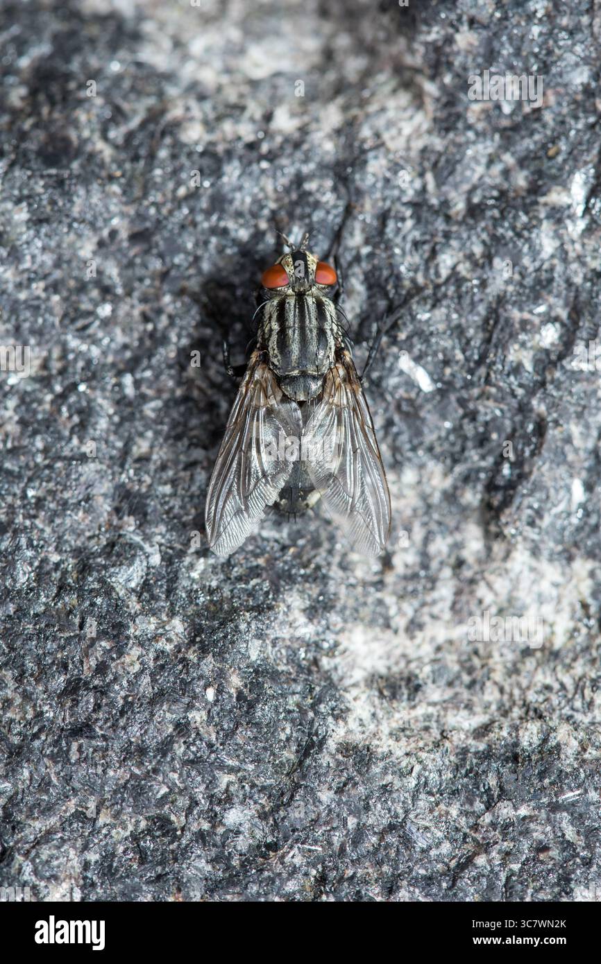 La mosca di carne europea (carnaria di Sarcophaga), arroccata su una roccia grigia, il suo corpo a righe e gli occhi rossi composti vibranti, fanno un camuffamento Foto Stock