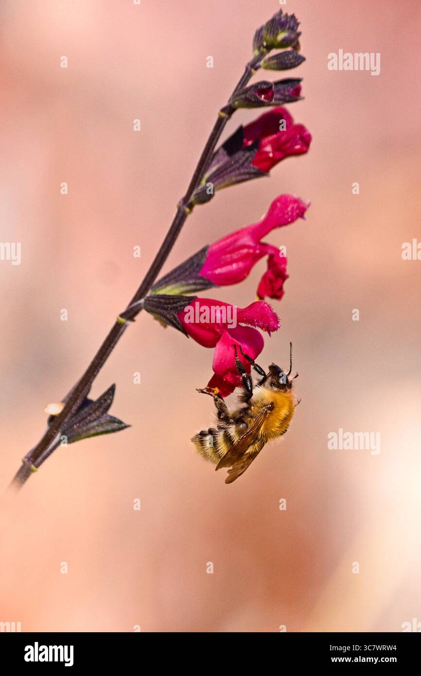 Les abeilles forment un clade d'insectes hyménoptères de la super-famille des Apoides. la mellifère (Apis mellifera) est la seule espèce domestique Foto Stock